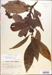 000018162-thumbnail.jpg