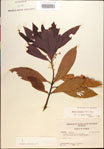 000018163-thumbnail.jpg