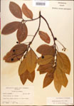 000018164-thumbnail.jpg