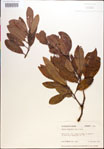 000018167-thumbnail.jpg