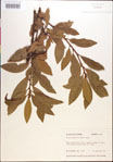 000018168-thumbnail.jpg