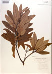 000018169-thumbnail.jpg