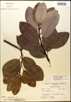 000018176-thumbnail.jpg
