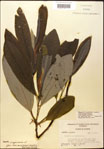 000018177-thumbnail.jpg