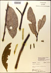 000018178-thumbnail.jpg
