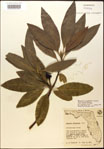000018180-thumbnail.jpg