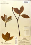 000018181-thumbnail.jpg