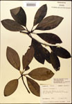 000018182-thumbnail.jpg