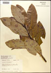 000018184-thumbnail.jpg