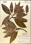000018186-thumbnail.jpg