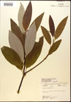 000018188-thumbnail.jpg