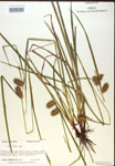 000018203-thumbnail.jpg