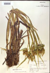000018207-thumbnail.jpg