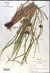 000018213-thumbnail.jpg