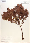 000018268-thumbnail.jpg