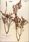 000018274-thumbnail.jpg