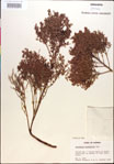 000018285-thumbnail.jpg