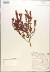Vaccinium