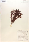 Vaccinium