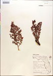 000018303-thumbnail.jpg