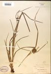 000018382-thumbnail.jpg