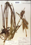 000018407-thumbnail.jpg