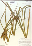 000018414-thumbnail.jpg