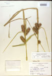 Carex