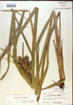 000018437-thumbnail.jpg