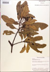 000018457-thumbnail.jpg