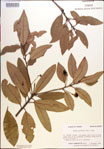 000018458-thumbnail.jpg