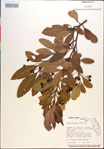000018459-thumbnail.jpg