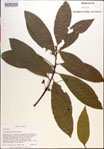 000018460-thumbnail.jpg