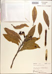 000018461-thumbnail.jpg