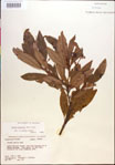 000018462-thumbnail.jpg