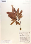 000018463-thumbnail.jpg