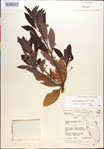 000018464-thumbnail.jpg