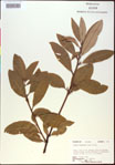 000018466-thumbnail.jpg