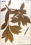 000018467-thumbnail.jpg