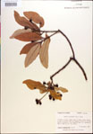 000018470-thumbnail.jpg