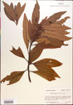 000018472-thumbnail.jpg