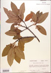 000018474-thumbnail.jpg