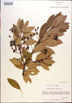 000018475-thumbnail.jpg