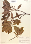 000018476-thumbnail.jpg