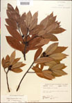 000018477-thumbnail.jpg