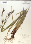 Carex