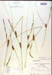 Carex