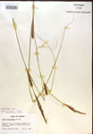 Carex