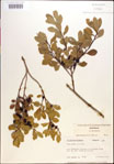 Ilex