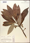 000018596-thumbnail.jpg